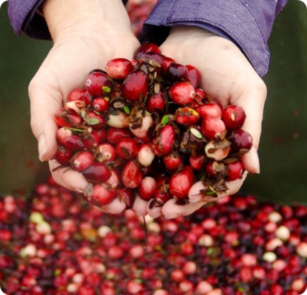 Someone holding a bunch of freshly picked cranberries. 